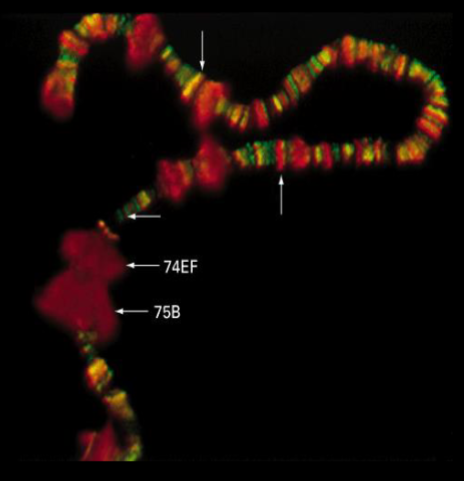 <p>unique to pol II (not in I or III)</p><p>stretch of 7 aas that are repeated multiple times (at least 10) on rpb1 subunit</p><ul><li><p>tyr-ser-pro-thr-ser-pro-ser</p></li></ul><p>5 of these 7 have -OH so this is a hydrophilic, phosphorylation site (mostly polar amino acid residues)&nbsp;</p><ul><li><p>critical for viability&nbsp;</p></li><li><p>un-phosphorylated CTD tail used to initiate transcription</p></li><li><p>phosphorylated CTS is present only for high levels of transcription</p></li><li><p>critical for methyl cap addition and polyadenylation; splicing&nbsp;</p></li></ul><p></p>