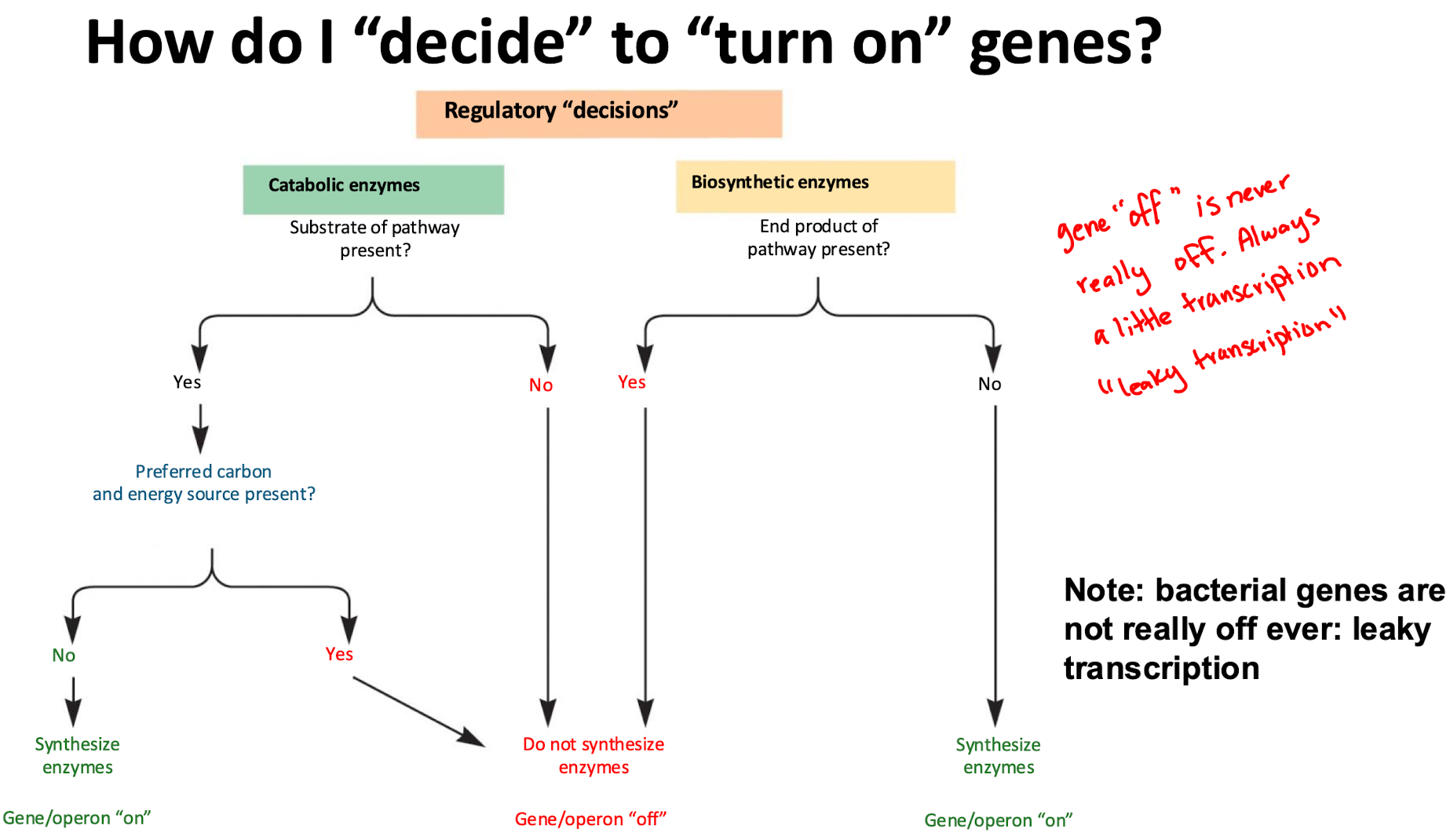 <ul><li><p>If end product (trp) is available, enzyme production stops (off)</p></li><li><p>If end product is absent, enzymes are synthesized (on) </p></li></ul><p></p>