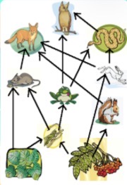 <p><span>In the given food web, which organism is an </span><strong>OMNIVORE</strong><span>?</span></p>