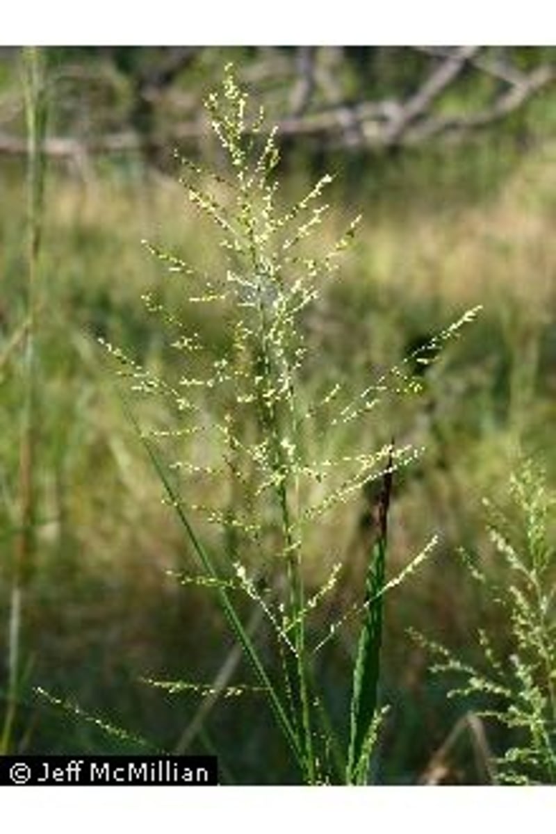 <p>Native<br>grass</p>