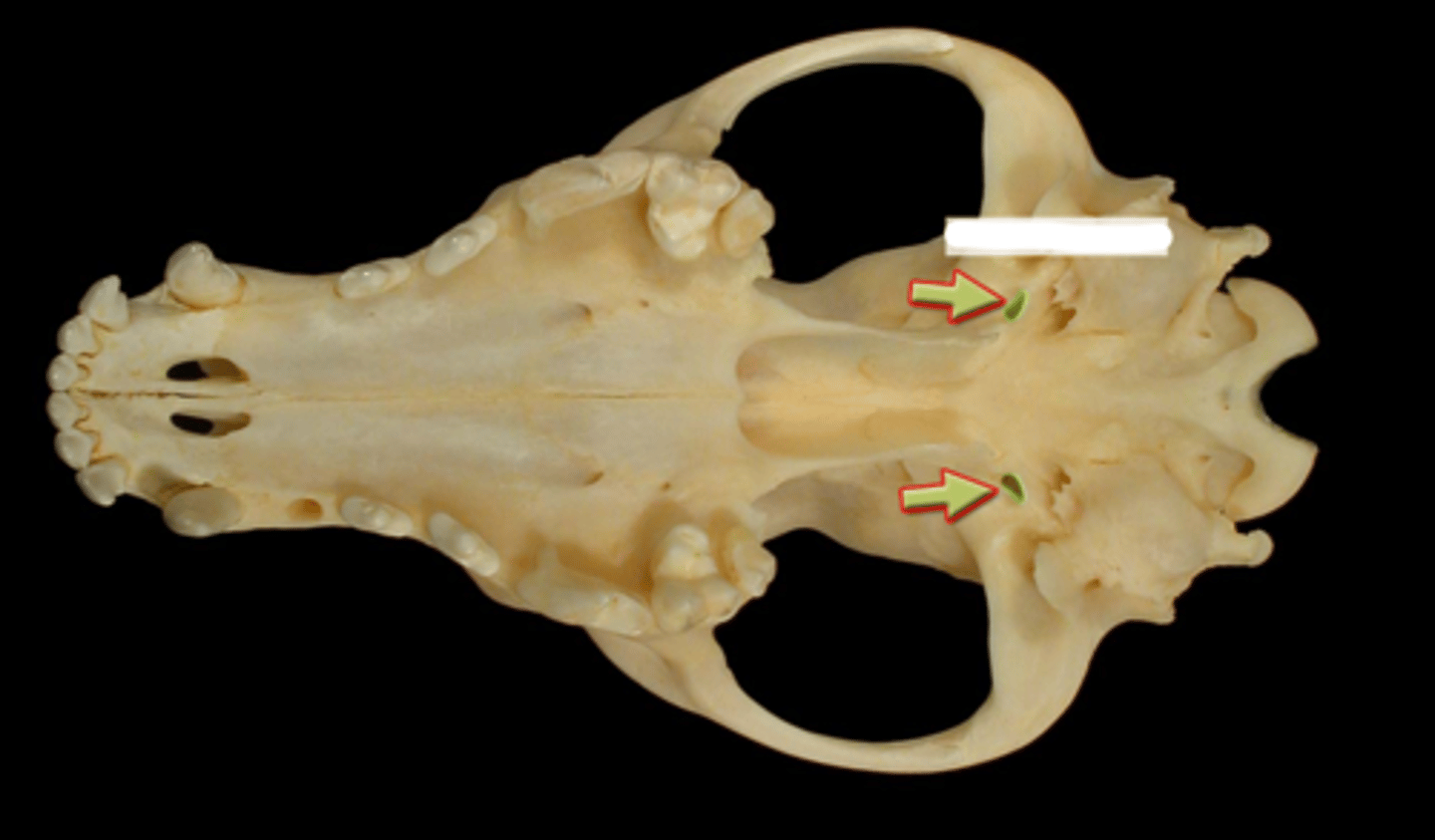 knowt flashcard image