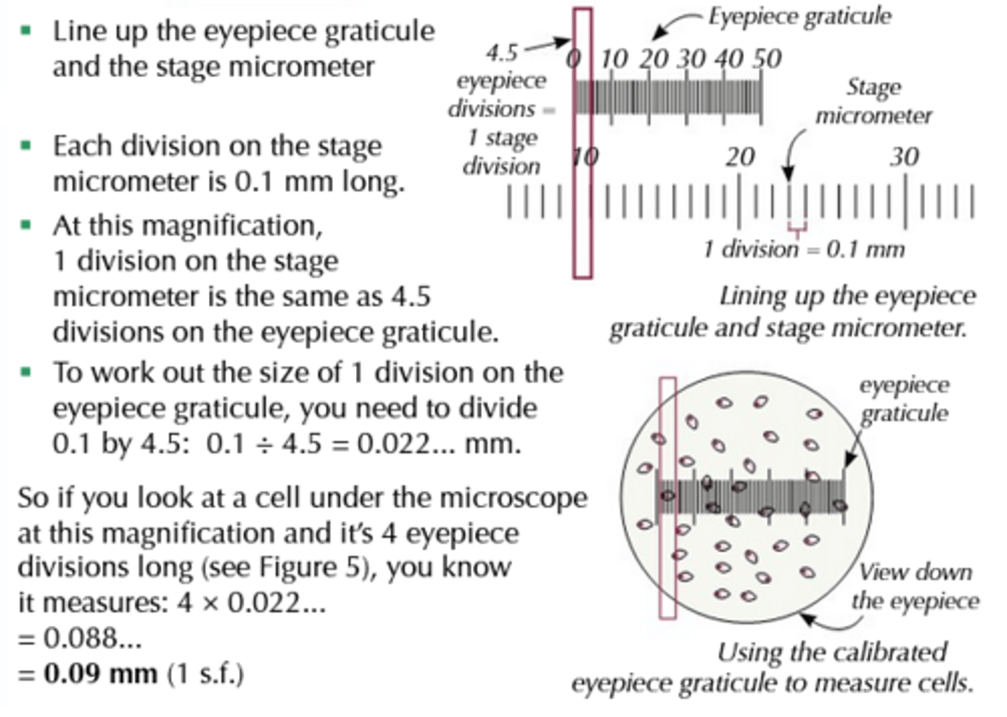 <p>- The stage micrometer is placed on the stage; it's a microscope slide with an accurate scale (it has units) etched onto it, and is used to work out the value of the divisions on the eyepiece graticule at a particular magnification.<br>- The scale is typically 2 mm long and its smallest sub-divisions are 0.01 mm (10 μm).<br>- When the eyepiece graticule scale and the stage micrometer are lined up, it's possible to calculate the length of the divisions on the eyepiece graticule.<br>- It's easy to calculate the scale for different objective lenses by dividing the differences in magnification; e.g. if an objective lens magnifying x40 gives a calibration of 25 μm per graticule unit, then an objective lens magnifying x 400 (10 times greater) will mean the graticule unit is equivalent to 25 μm ÷ 10 = 2.5 μm.</p>