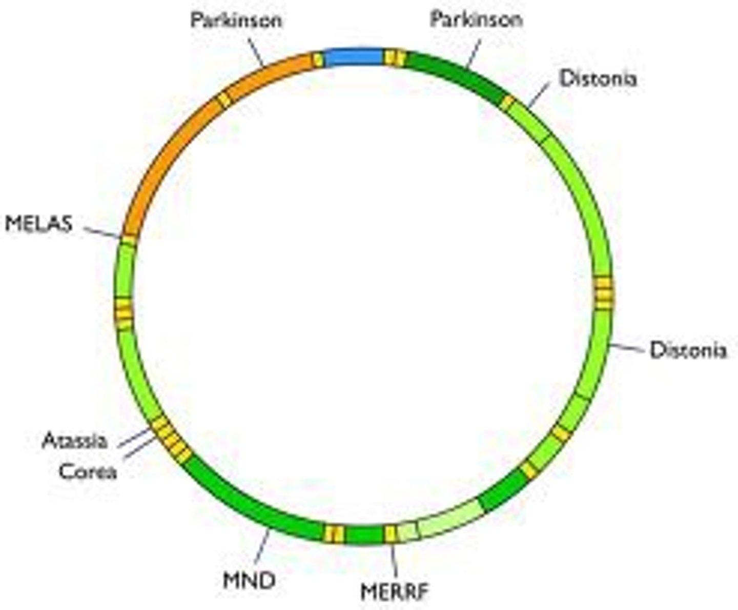 <p>Circular DNA found in the mitochondria. Passed down through the maternal line. Does not undergo crossing-over. Has a relatively constant mutation rate and no proofreading. Can be used to compare relatedness of species.</p>