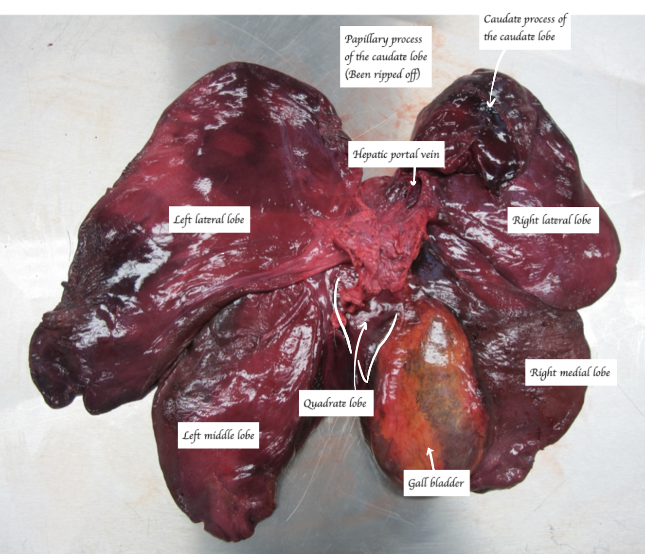 <p>Pig </p><ul><li><p>No renal notch (Since pig is elongated, there is no attachment between the right liver and the kidney) </p></li></ul><p></p>