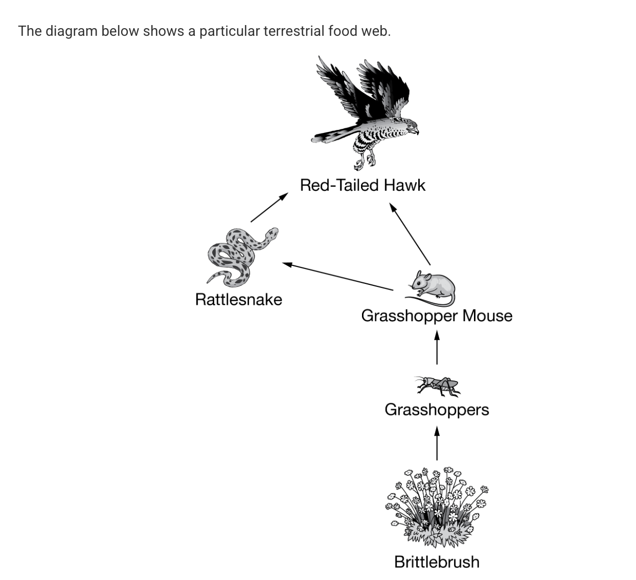 <p>Based on the food web shown above, what correctly describes the flow of energy through the trophic levels from producers to quaternary consumers?</p><p></p>