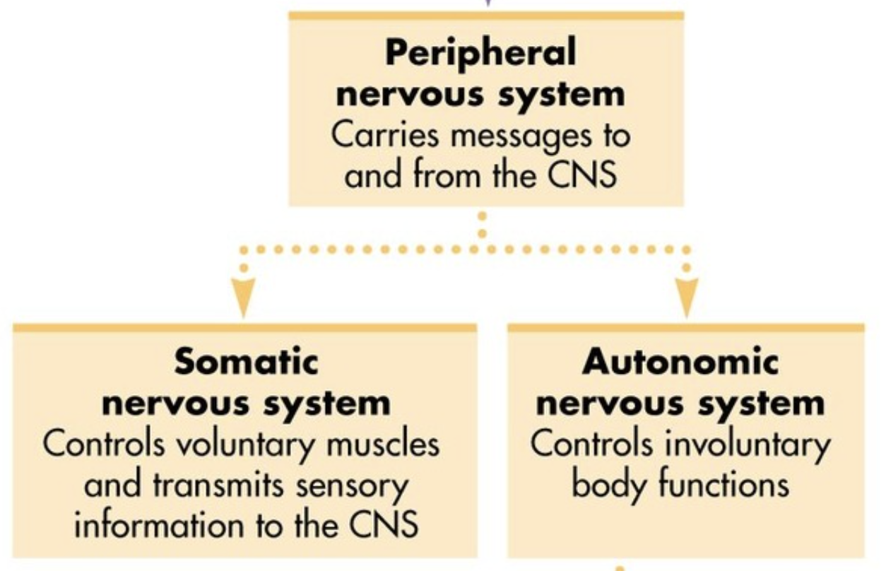 <p><span style="background-color: transparent;"><span>Controls voluntary muscles and transmits sensory information to the CNS - Voluntary</span></span></p>