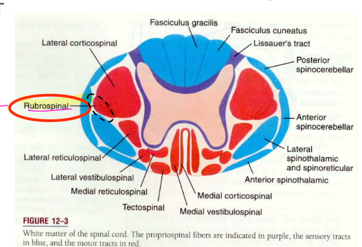 <p>in the lateral funiculus, just lateral to the axons of the LCT</p>