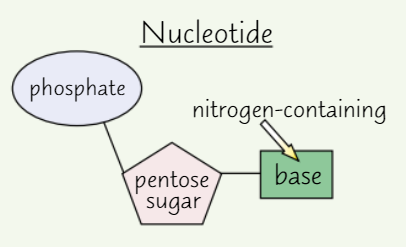 <ul><li><p>A <strong>pentose sugar</strong> (sugar with <strong>5 </strong>C atoms)</p></li><li><p>A <strong>nitrogen-containing </strong>organic <strong>base</strong></p></li><li><p>A <strong>phosphate </strong>group</p></li></ul><p></p>