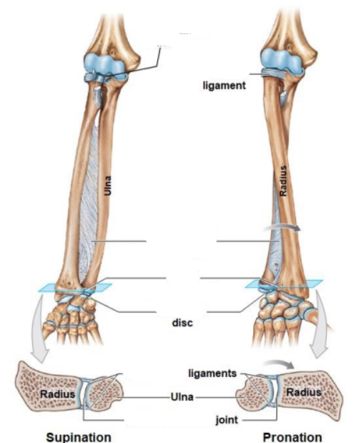 <p>Elbow and radio-ulnar joint consist of?</p>