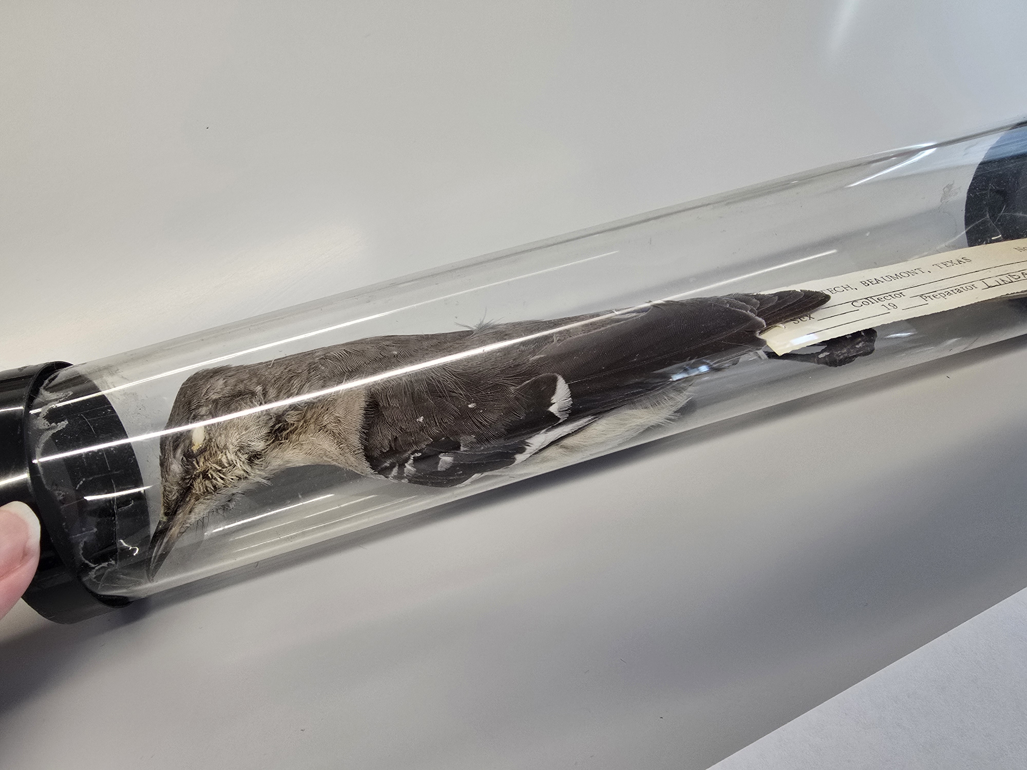 <p><span><span>Mimus polyglottos</span></span></p>