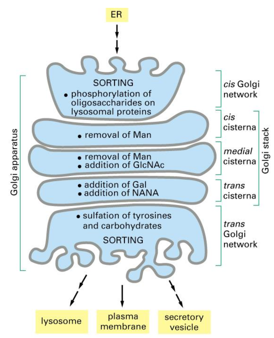 <ul><li><p>Stacks of cisternae and tubules</p></li><li><p>Golgi Apparatus is polarised (cis-side faces the ER, trans-side faces the plasma membrane)</p></li><li><p>Function: Modification of proteins, primarily trimming of sugars (glycosylation).</p></li></ul><p></p><ul><li><p>The&nbsp;<strong>Golgi apparatus is functionally compartmentalized</strong>&nbsp;into CGN, cis, medial, trans cisternae, and TGN.</p></li><li><p><strong>CGN and TGN are sorting stations</strong>&nbsp;(entry and exit points).</p></li><li><p>The&nbsp;<strong>cis → medial → trans cisternae</strong>&nbsp;contain&nbsp;<strong>different enzymes</strong>, each performing specific&nbsp;<strong>steps of glycosylation</strong>(mannose removal, GlcNAc addition, Gal addition, NANA addition, sulfation).</p></li><li><p>Proteins move between compartments by&nbsp;<strong>vesicle trafficking</strong>.</p></li><li><p>Together, the cisternae act as the&nbsp;<strong>“powerplant” of glycosylation</strong>.</p></li></ul><p></p>