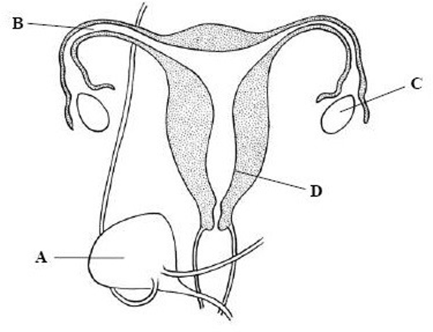 <p>Name structure B</p>