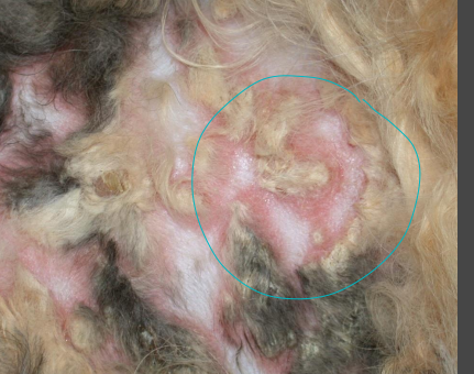 <p>Erythema Multiforme (EM)</p>