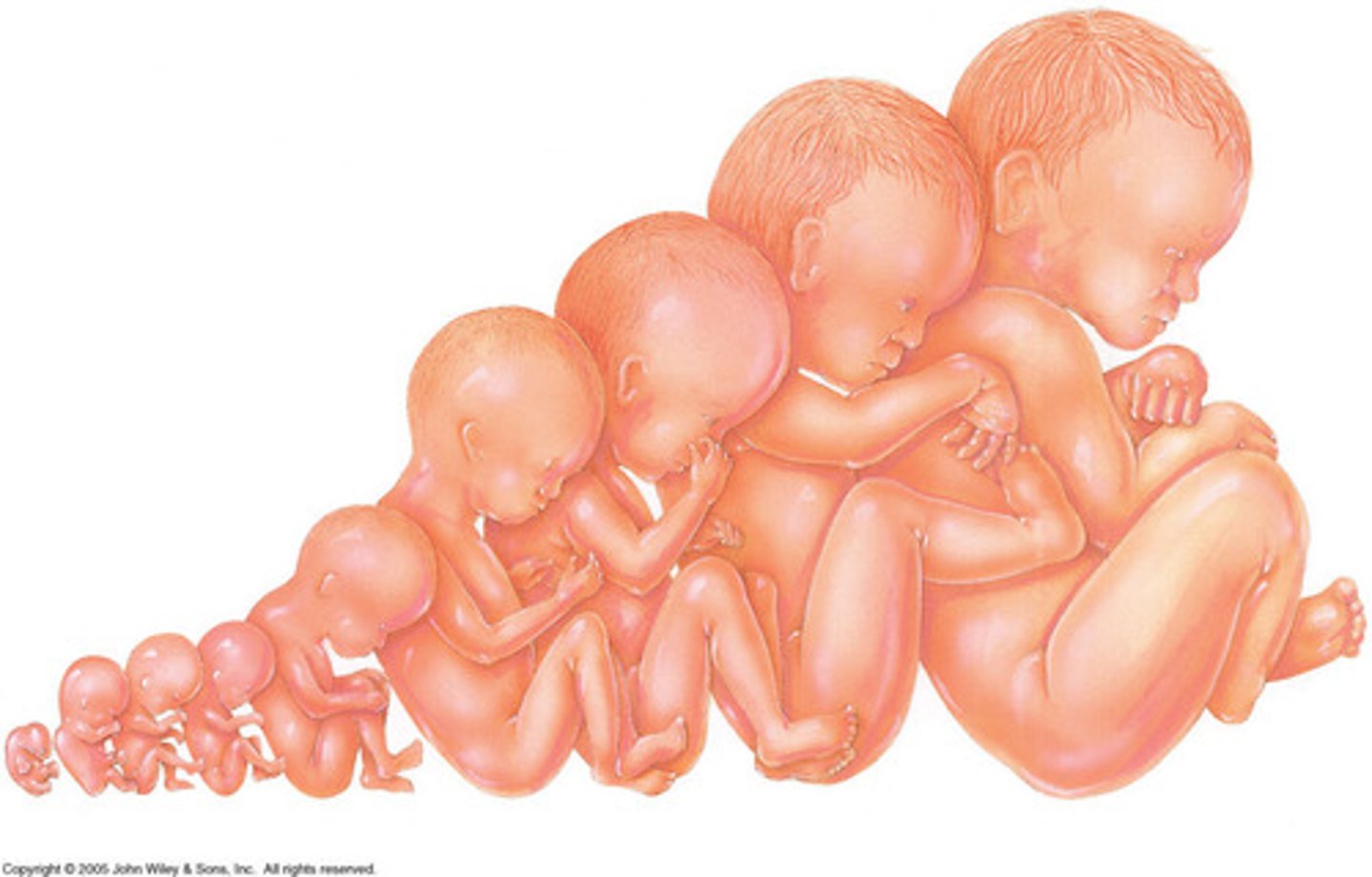 <p>examining the changes that occur between conception and physical maturity.</p>