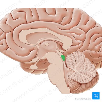 <p>inferior colliculi</p>