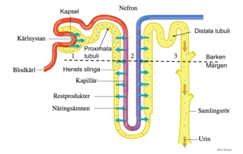 rörsystemet i njurarna