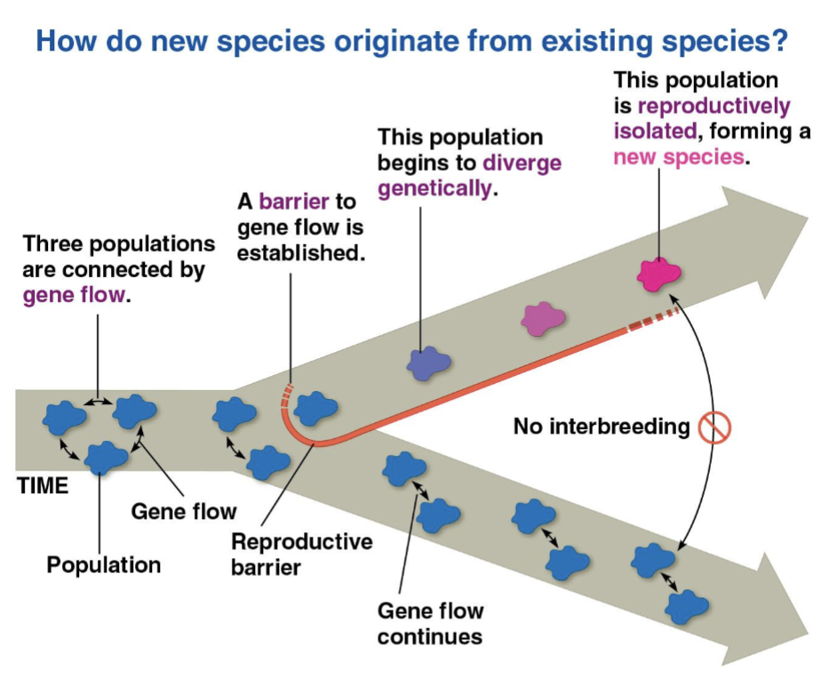 <p>Speciation</p>