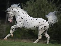 What horse breed?