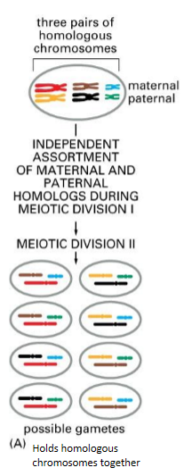 <p>contributes to diversity among members of a species</p><p>valuable trait for survival of a species </p><ul><li><p>genetic diversity primarily arises from the independent assortment of maternal and paternal homologs during meiosis </p></li></ul><p></p>