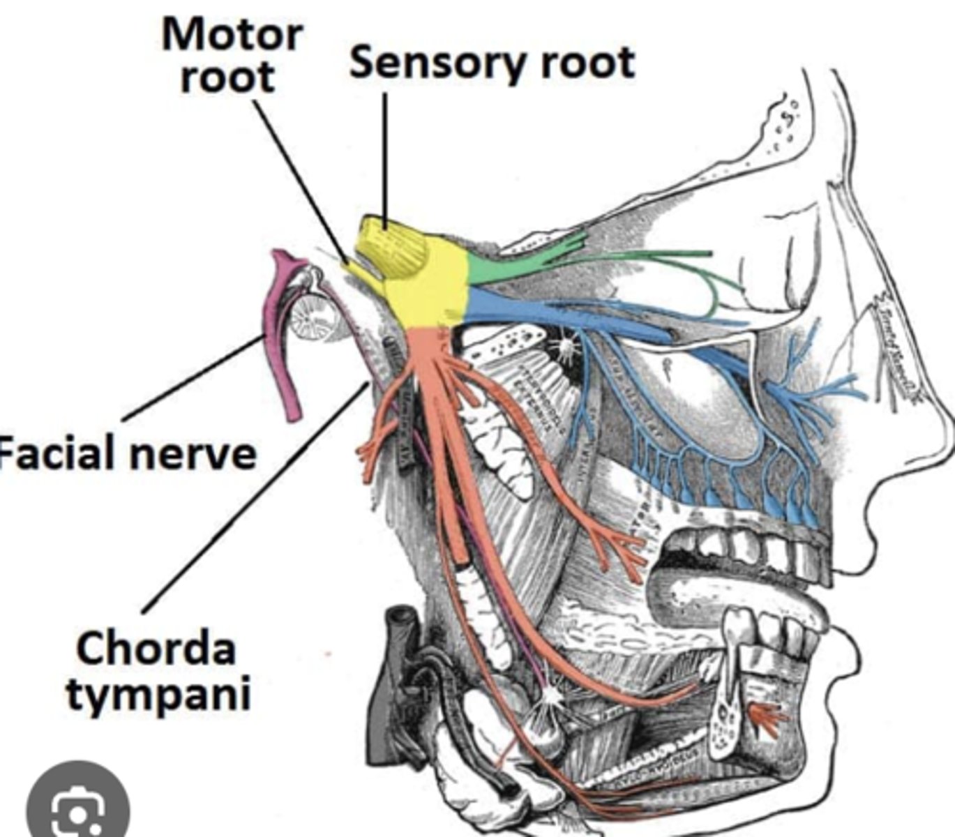 <p>CN V3 (orange section)</p>