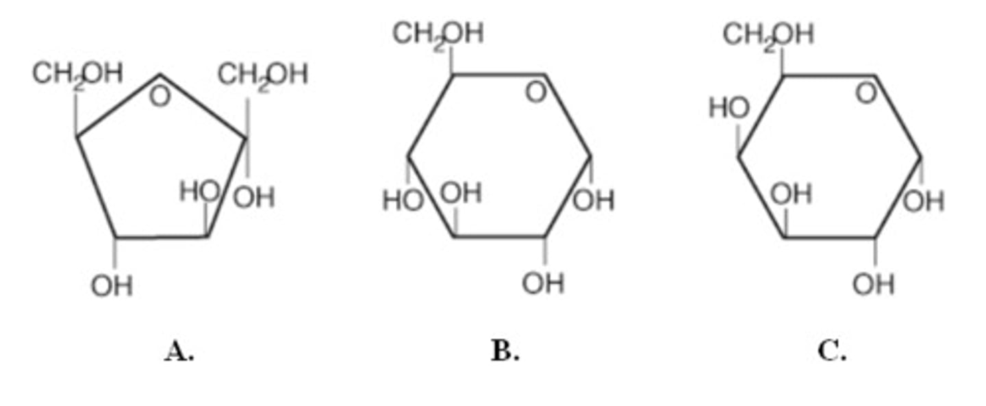 <p>examples of monosaccharides</p>