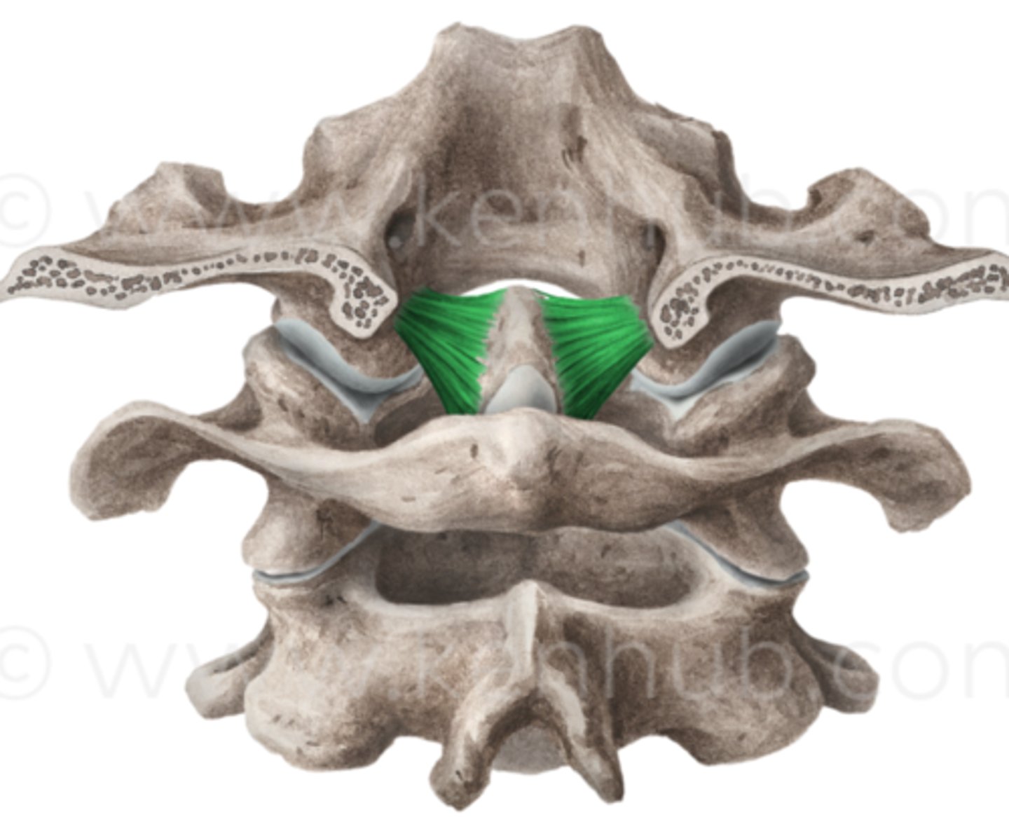 <p>dens to occiput; prevents rotation of occiput on atlas</p>