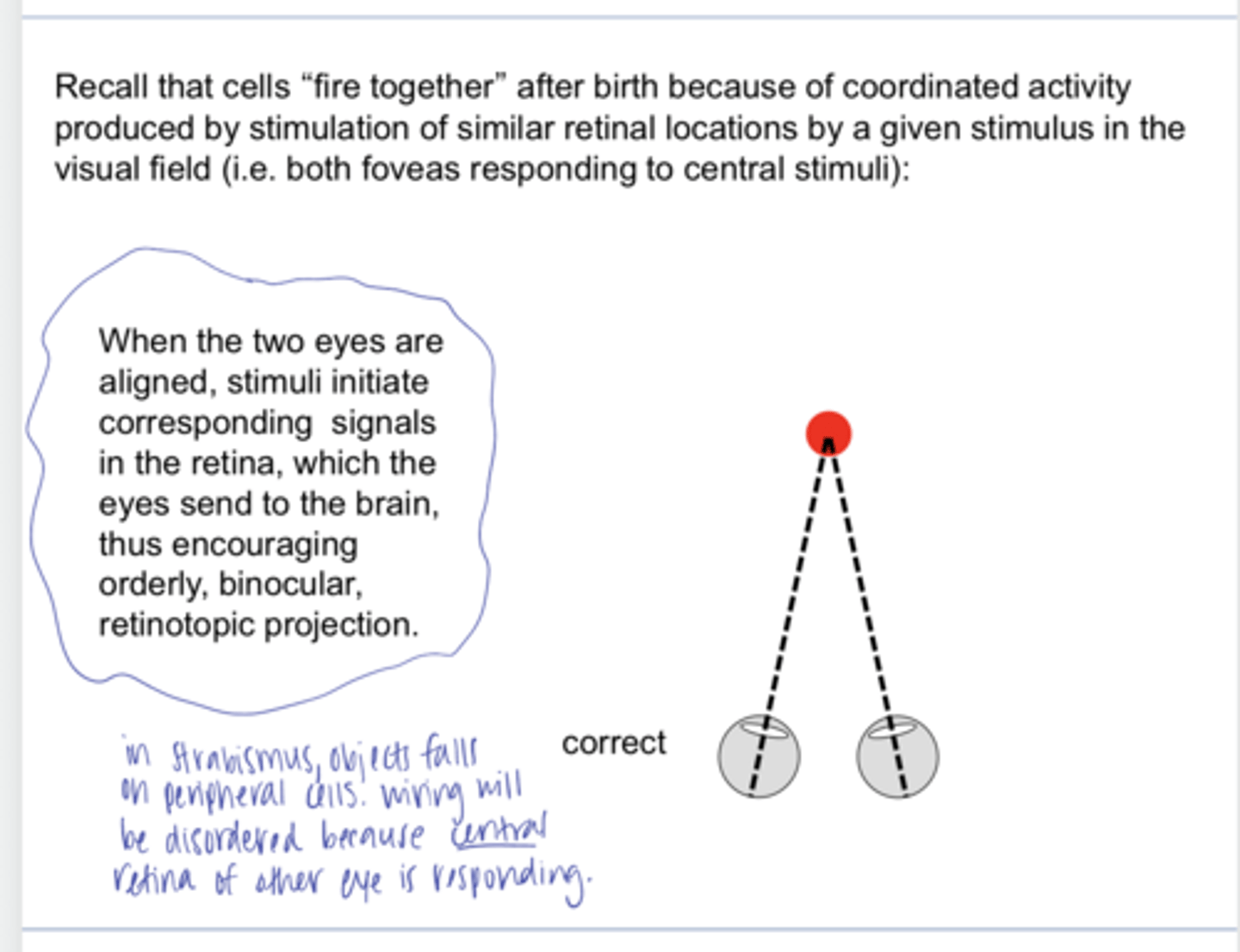 <p>When 2 eyes are ALIGNED, what do the signals they receive initiate?</p>