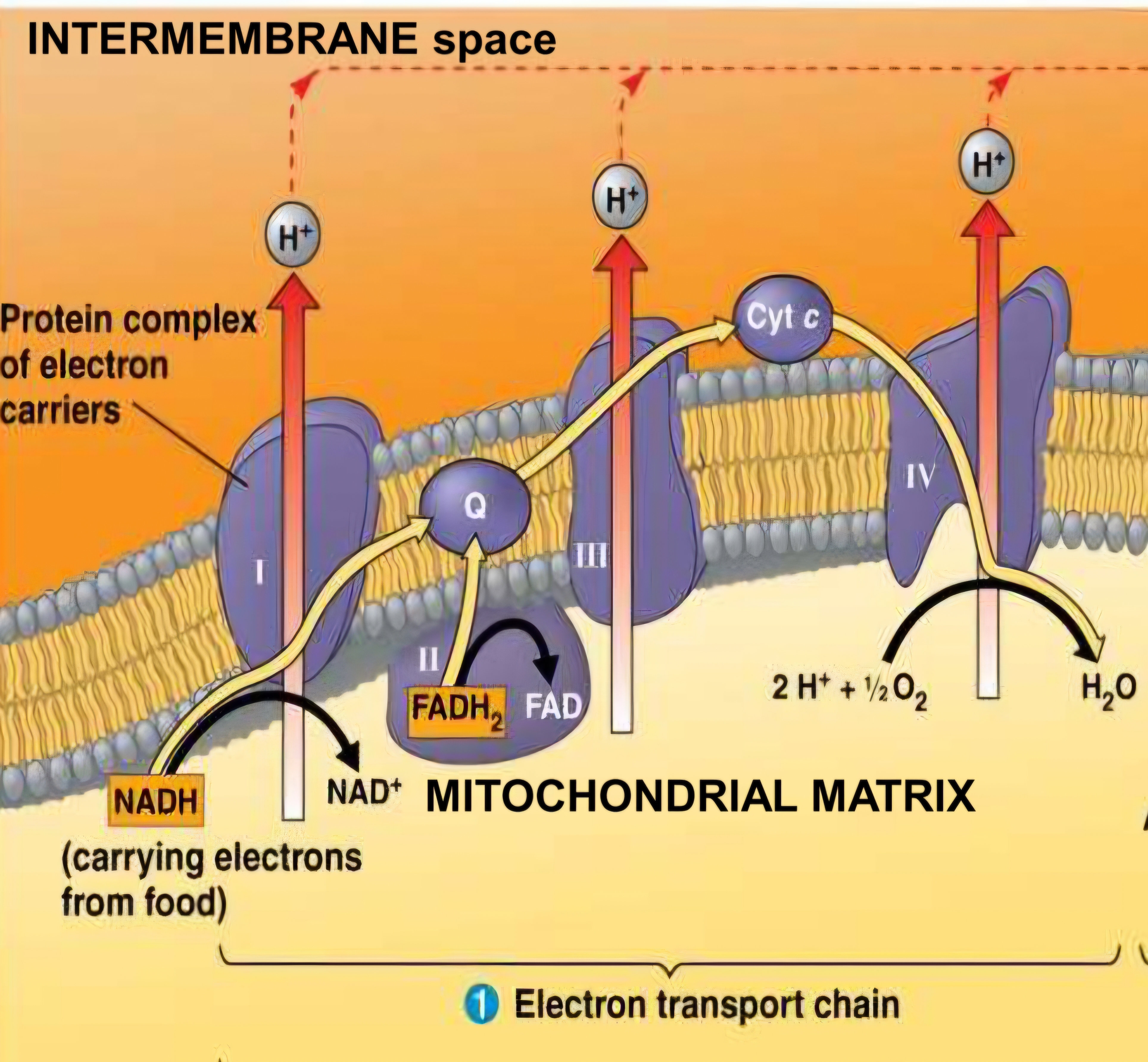 <p>how does the electron transport chain work?</p>