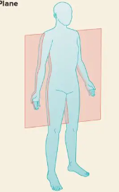 <p>bisects the body into front and back sections</p>