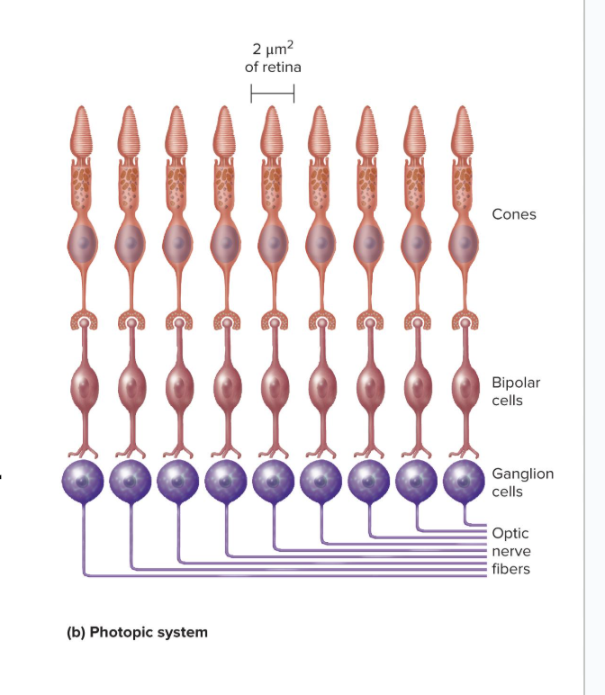 <ul><li><p>has only cones, no rods</p></li><li><p>No neuronal convergence</p></li><li><p>Each foveal cone cell has a “private line to the brain”</p></li><li><p>concentration of cones gives us <strong>high-resolution color vision</strong></p><ul><li><p>little spatial summation so less sensitivity to dim light</p></li></ul></li></ul><p></p>