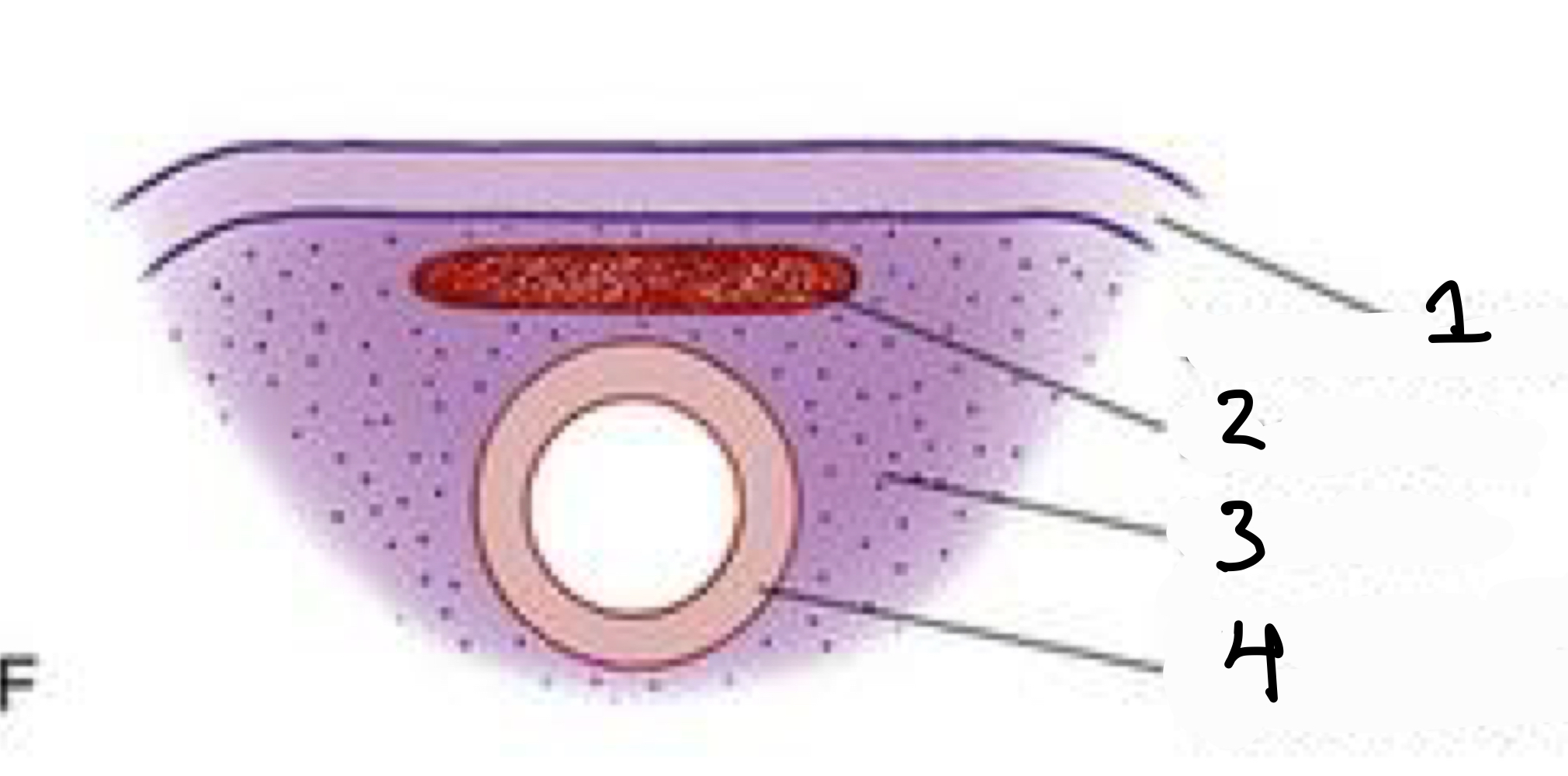 Identify the following structures of the developing neural tube.