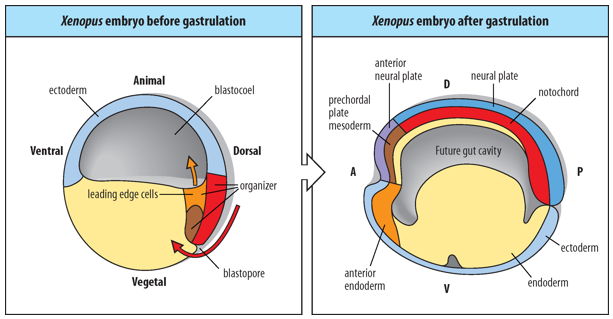 <p>The Spemann-Mangold Organizer (also known as the dorsal blastopore lip in amphibians) is composed of <strong><u>mesendodermal progenitor cells</u></strong>. </p><p>During gastrulation, these cells give rise to 3 distinct embryonic tissues: </p><ul><li><p>anterior endoderm</p></li><li><p>prechordal mesoderm (head mesoderm)</p></li><li><p>notochord (axial mesoderm).</p></li></ul><p></p><p><span>The Anterior-Posterior Axes and Dorsal-Ventral pattern of the embryo are formed during gastrulation, under the direction of the Spemann-Mangold Organizer.</span></p>