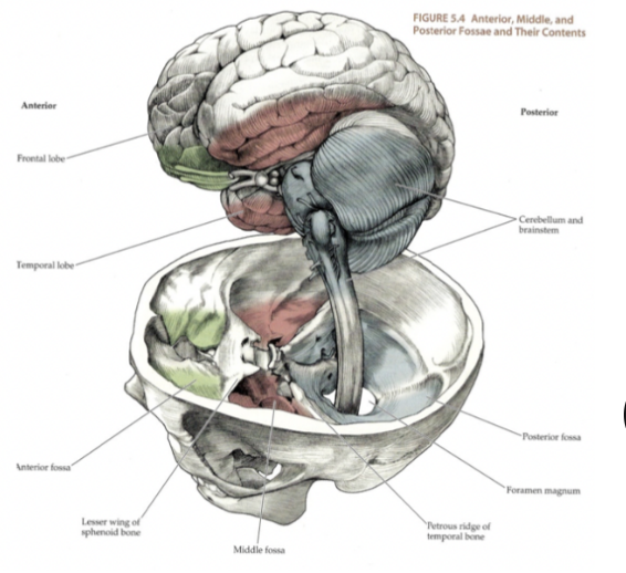 <ul><li><p>As is lies on the anterior margin of the foramen magnum and on the clivus of the occipital bone — it lies on the base of the skull in the posterior cranial fossa (forming the floor of the 4th ventricle)</p></li><li><p>Every cranial nerve originating from the brainstem has to pass through the foramina characterizing the base of the skull</p></li><li><p>Base of skull division —</p><ul><li><p>Can be divided into an anterior, middle, and posterior fossa </p></li><li><p>Surface of the brain structure that lies in the specific fossa has been colored with the same color of the fossa (image) </p></li></ul></li><li><p>Blue —</p><ul><li><p>Posterior cranial fossa — where brainstem &amp; cerebllum lie</p><ul><li><p>Due to its position, the nerves of the brainstem exit inthe different foramina </p></li></ul></li><li><p>Oculomotor nerves &amp; ophtalmic division of trigemnius use the superior orbital fissure</p></li><li><p>More caudally, there are the foramen ovale &amp; foramen rotundum frm which maxillary &amp; mandibular divisions of the trigeminal nerve pass </p></li></ul></li></ul>