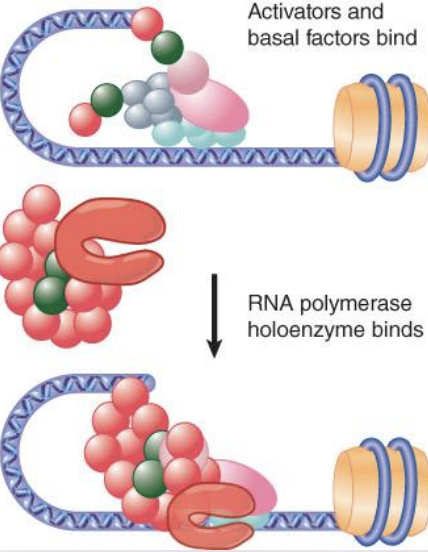 <ul><li><p>RNA polymerase may be associated with various alternative sets of transcription factors in the form of a holoenzyme complex. </p></li><li><p>Mediator complexes associate with RNA polymerase and replace activators/co-activators and basal factors</p></li></ul>
