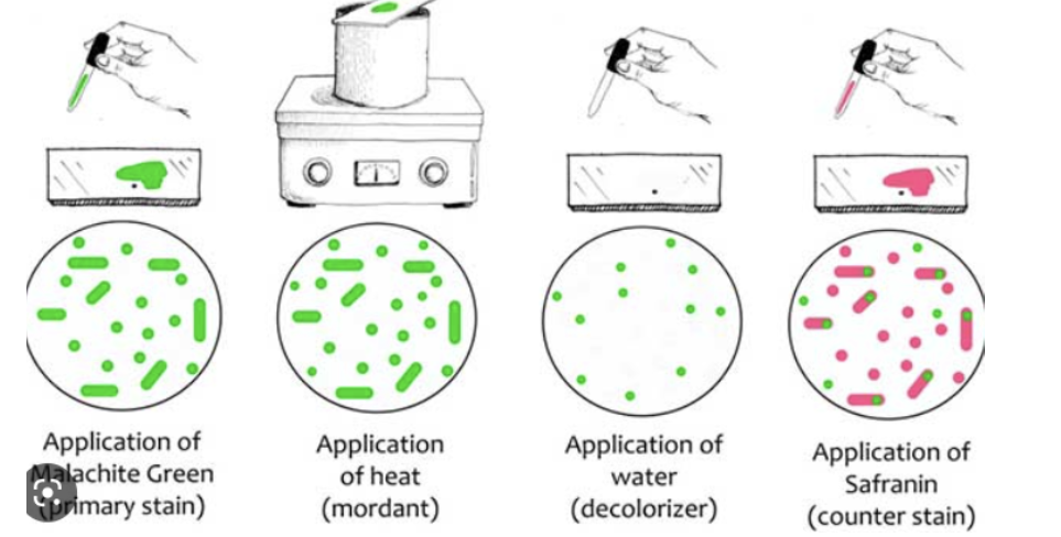 <p>Primary stain: malachite green Mordant: heat Decolorizer: water Counter stain: Safranin</p>