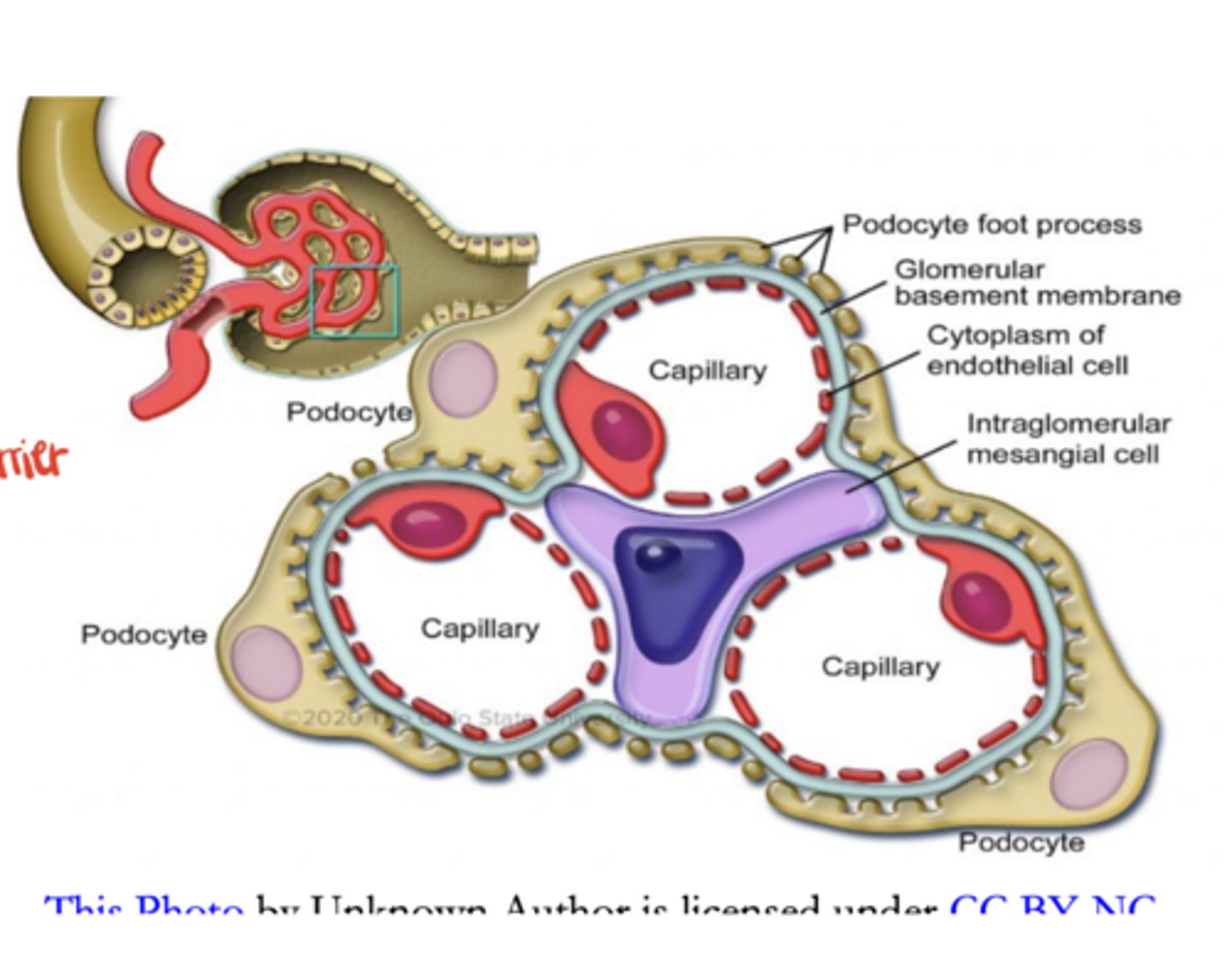 <p>1. Capillary endothelium</p><p>2. Basement membrane</p><p>3. Podocyte foot processes with slit pores</p>