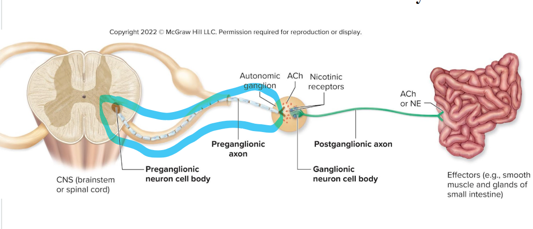 <ul><li><p>myelinated</p></li><li><p>cell body within brainstem or spinal cord</p></li><li><p>releases ACH from knob to excite 2nd motor neuron</p></li></ul><p></p>