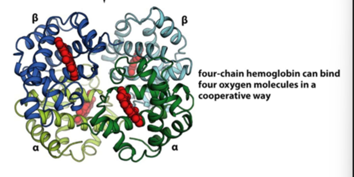 <p>four oxygen molecules in a cooperative way.</p>