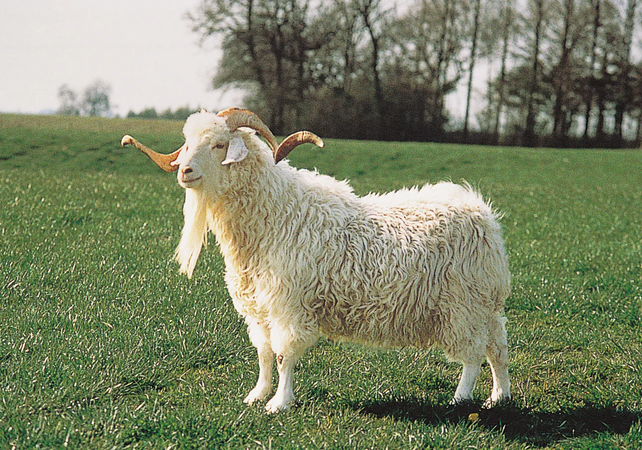 <p>produces the lustrous fibre known as mohair</p>
