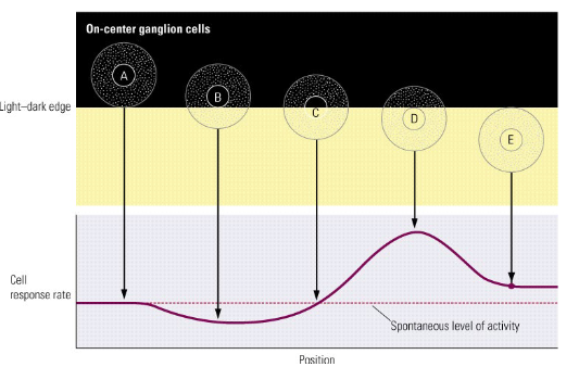 <p>If light from the edge of a stimulus falls on it.</p><ul><li><p>The ganglion cell smost affected by the stimulus are those lying around on the edge (B and D).</p></li></ul><p>Regions containing differences in luminance )=areas along the edges) are emphasized. </p>