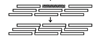 <p>The collagen molecules then assemble into fibrils, which are stabilized by the formation of covalent crosslinks</p>