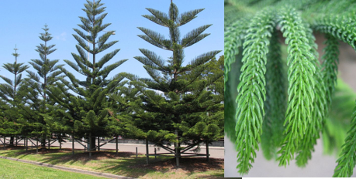 <p>Norfolk Island Pine</p>