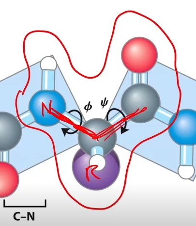 <p>How many rotatable backbones are there in a residue?</p>