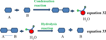 <p>A chemical reaction where two smaller molecules combine to form a larger molecule, often releasing a smaller molecule of water</p>