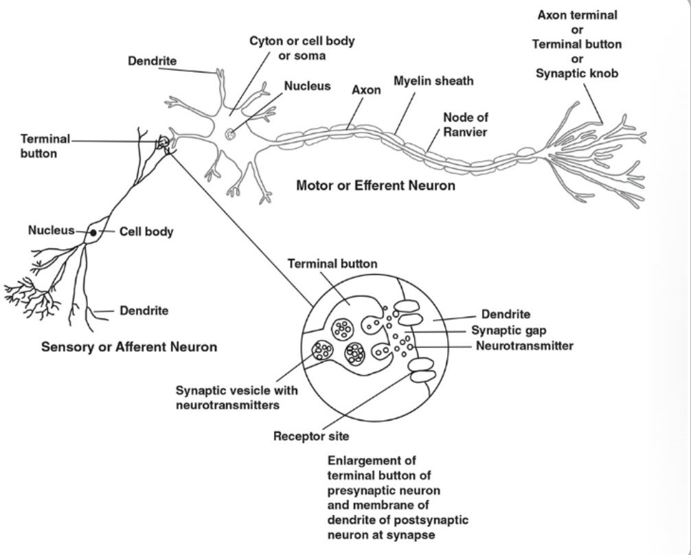 <p>diagram of neuron</p>