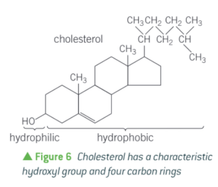 <p>They are complex alcohol molecules, based on a four carbon ring structure with a hydroxyl group (OH) at one end.</p><p>They are small and narrow which allows it to sit between phospholipids in membranes.</p>