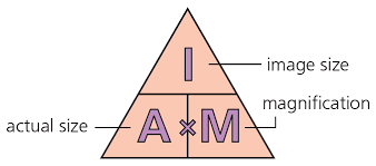 <ul><li><p>measure the length of the image with a ruler</p></li><li><p>ensure to have the same units for the image length and actual length</p></li><li><p>use the formula for magnification by dividing the image length by the actual length</p></li></ul>