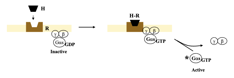 <ul><li><p>G-protein works as a heterotrimer (3 subunits); consists of α, β, γ</p></li><li><p>Guanylate diphosphate on α subunit is associated with the inactive form of G-protein (GDP) which means it has an affinity for β and γ subunits</p></li><li><p>Once receptor is activated and associates with inactive G-protein, first thing that happens is GDP gets swapped with GTP causing it to lose affinity for β and γ subunits, and split into the active form of G-protein with α-subunit</p></li></ul><p></p>