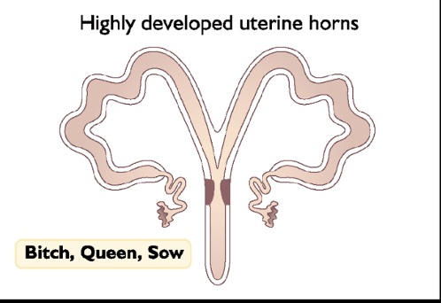 <p>-result of mullerian duct fusion to form Y shaoe</p><p><strong>-Y-shaped, with two long horns and a common body and cervix, as in most carnivores</strong></p>