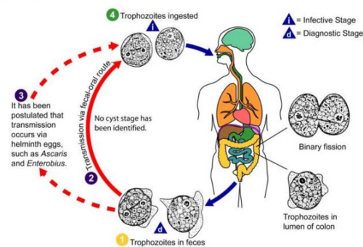 knowt flashcard image